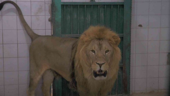 Hayvanların Sıcak Havada ‘Buz Kokteyli’ Keyfi