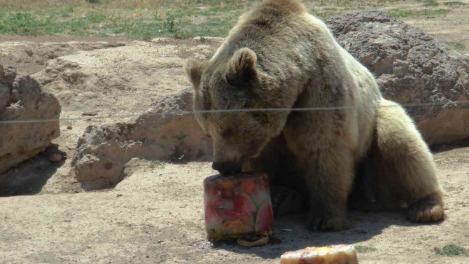 Hayvanların Sıcak Havada ‘Buz Kokteyli’ Keyfi
