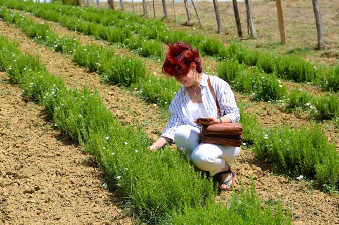 Tıbbi Ve Aromatik Bitki Yetiştiriciliği Projesini Yerinde İncelediler