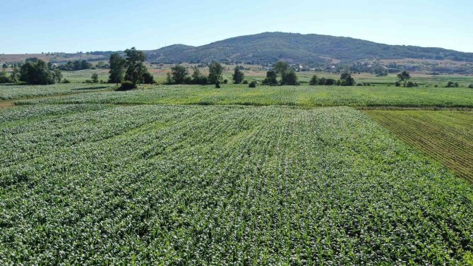 Yağışlar Bol Olunca Mısır Ekimleri Bu Yıl Yüzde 25 Arttı