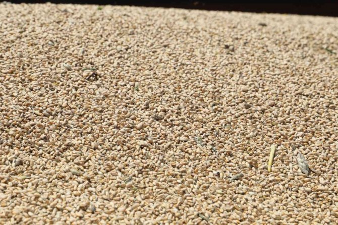 Üreticiler, ‘Nusrat’ Buğday Tohumundan Memnun