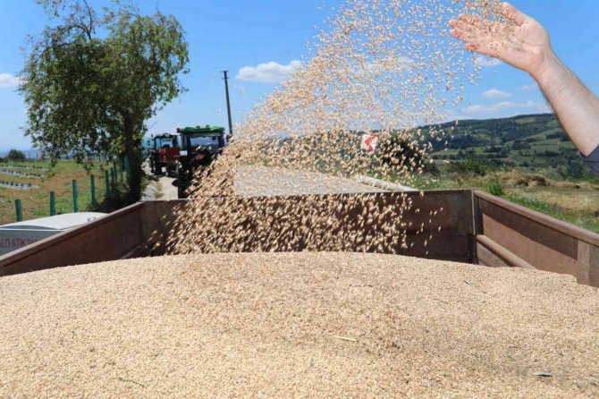 Üreticiler, ‘Nusrat’ Buğday Tohumundan Memnun