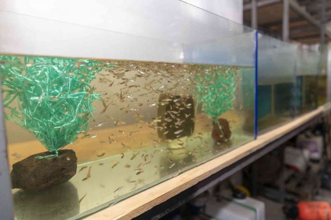 Sivrisinekle Mücadele İçin 37 Bin Balık Havuzlara Bırakıldı