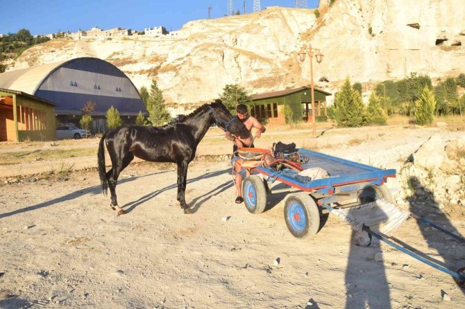 Şanlıurfa’da Sıcaktan Bunalan Atlar Fırat Nehrinde Serinletildi