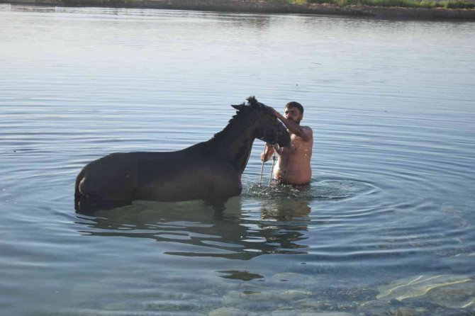 Şanlıurfa’da Sıcaktan Bunalan Atlar Fırat Nehrinde Serinletildi