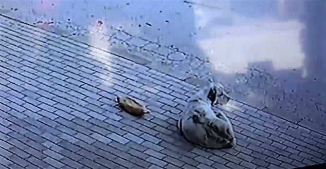 Başkasının Verdiği Ekmeği Yemedi, 45 Dakika İş Yeri Sahibinin Gelmesini Bekledi