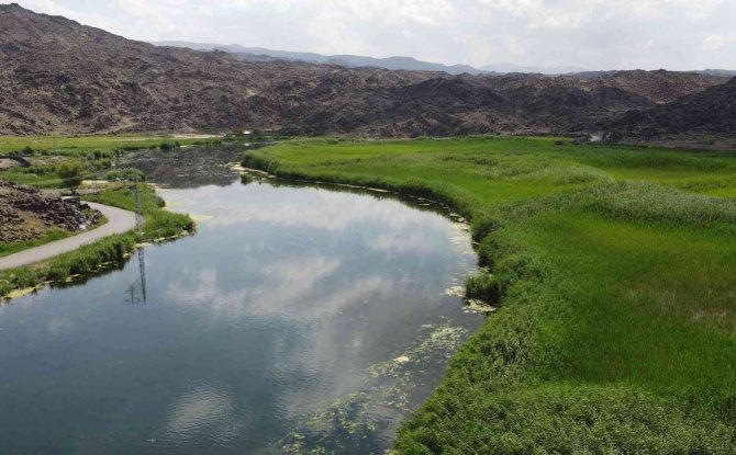 Ağrı Dağı Milli Parkı Yosun Tutmaya Başladı