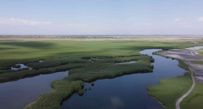 Ağrı Dağı Milli Parkı Yosun Tutmaya Başladı