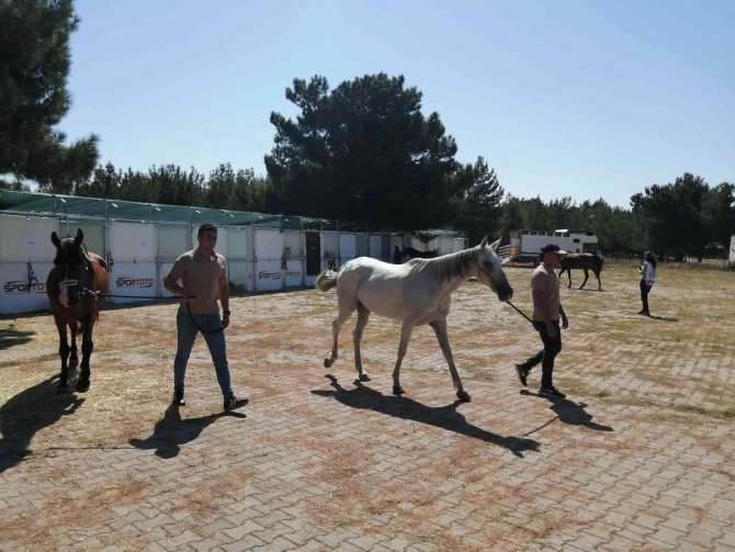 Uluslararası Atlı Dayanıklılık Yarışmaları Çanakkale’de Düzenleniyor