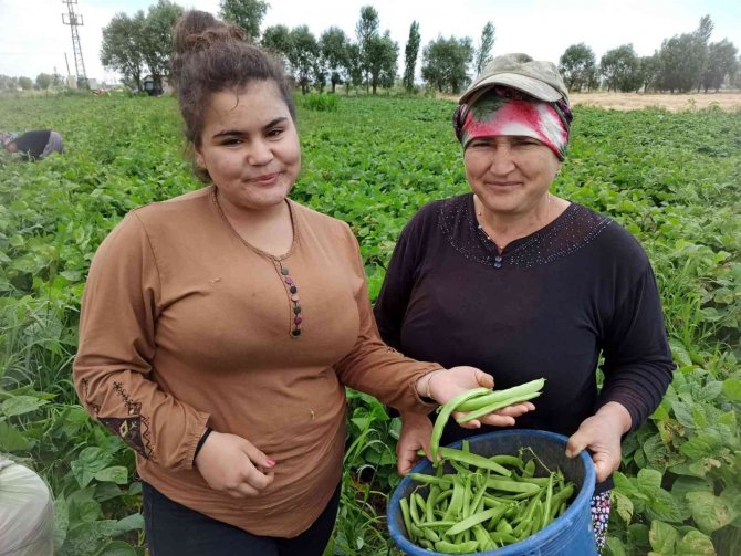 Fasulye Hasadında Çalışan Tarım İşçileri Yevmiyelerin Artırılmasını İstiyor