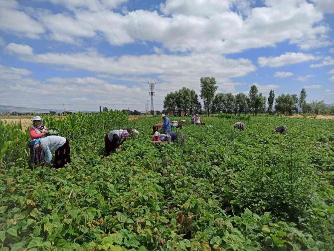 Fasulye Hasadında Çalışan Tarım İşçileri Yevmiyelerin Artırılmasını İstiyor