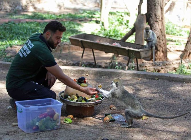 Antalya Hayvanat Bahçesi’nde Buzlu Meyveli, Fıskiyeli Serinlik