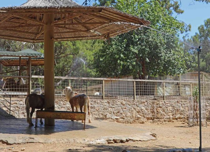 Antalya Hayvanat Bahçesi’nde Buzlu Meyveli, Fıskiyeli Serinlik