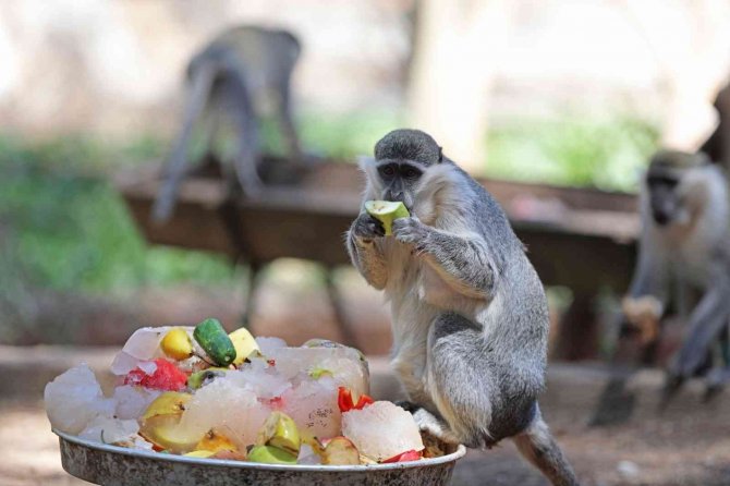 Antalya Hayvanat Bahçesi’nde Buzlu Meyveli, Fıskiyeli Serinlik