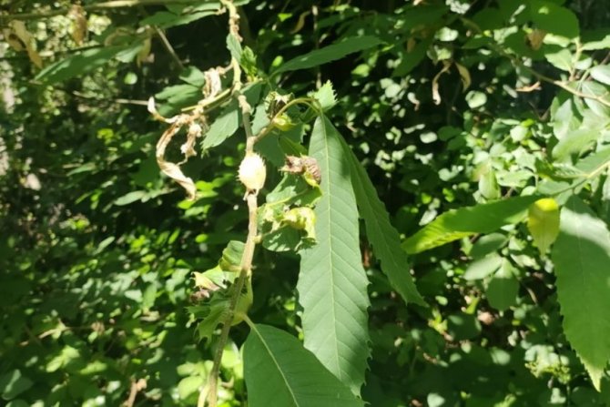 Sadece Yangınlarla Değil Tüm Zararlılarla Mücadele Ediyorlar