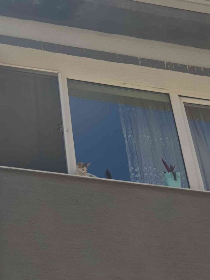 Binanın İkinci Katında Mahsur Kalan Kedi Akut’un Operasyonuyla Kurtarıldı
