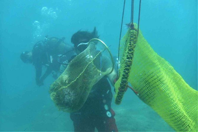 Akdeniz’de Dikenli Zehirli Deniz Kestanesi İstila Hızı Yüzde 108