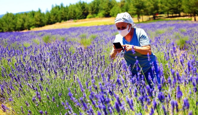Lavanta Bahçesi 1 Ağustos’a Kadar Ziyaretçilerini Ağırlayacak