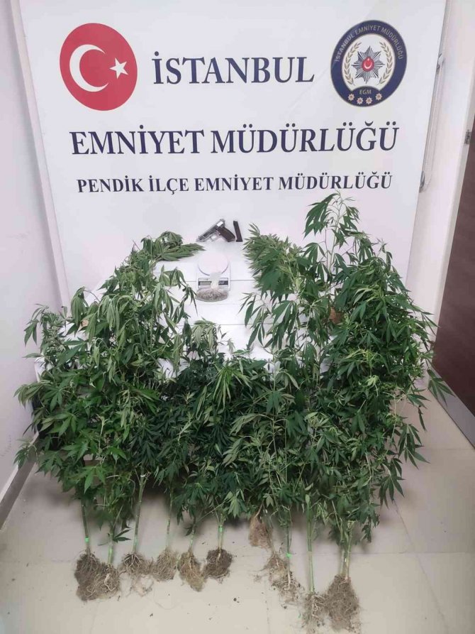 Pendik’te Binanın Çatı Katını Uyuşturucu Serasına Çeviren Kardeşler Yakalandı