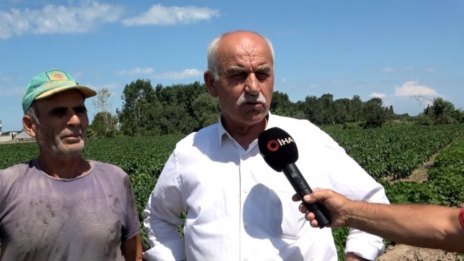 Bafra Ovası’nda Domates Hasadı Başladı