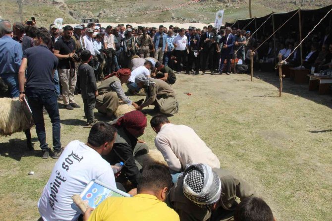 Güvenlik Güçlerinin Çalışmaları Meyvesini Vermeye Devam Ediyor: Kato Dağı’nda Festival Coşkusu