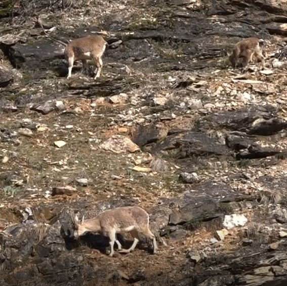Tunceli’de Yaban Keçileri Görüntülendi