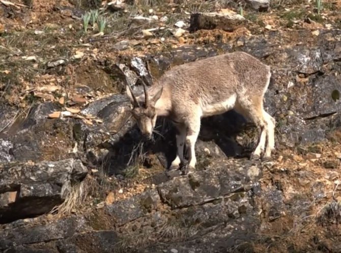 Tunceli’de Yaban Keçileri Görüntülendi