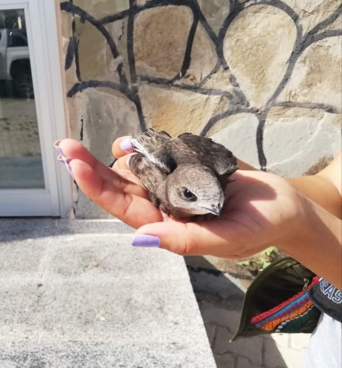 Tedavileri Tamamlanan Ebabil Kuşları Doğaya Bırakıldı