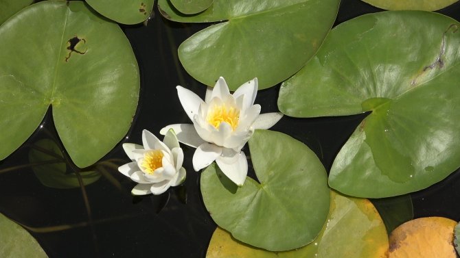 Güzelliğiyle Kendine Hayran Bırakan Işıklı Gölü Ziyaretçi Akınına Uğruyor