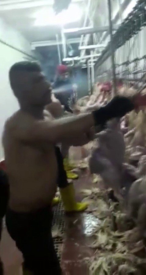 Ağızlarında Sigara, Üstleri Çıplak Tavuk Kestiler, Bir De Oynadılar