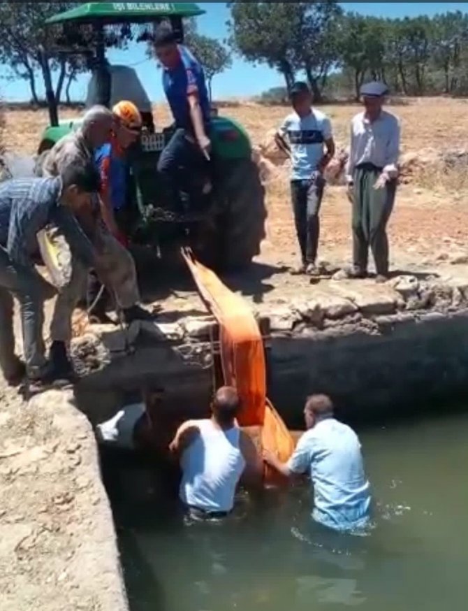 Sulama Havuzuna Düşen İnek Kurtarıldı