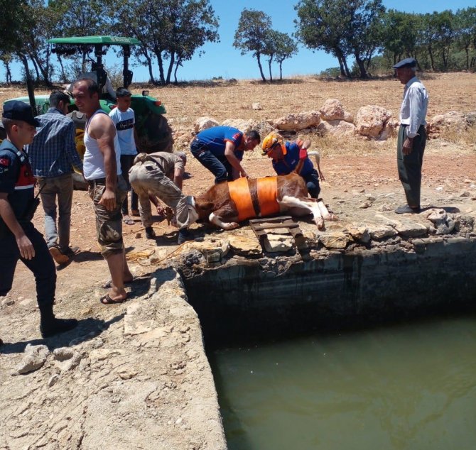 Sulama Havuzuna Düşen İnek Kurtarıldı