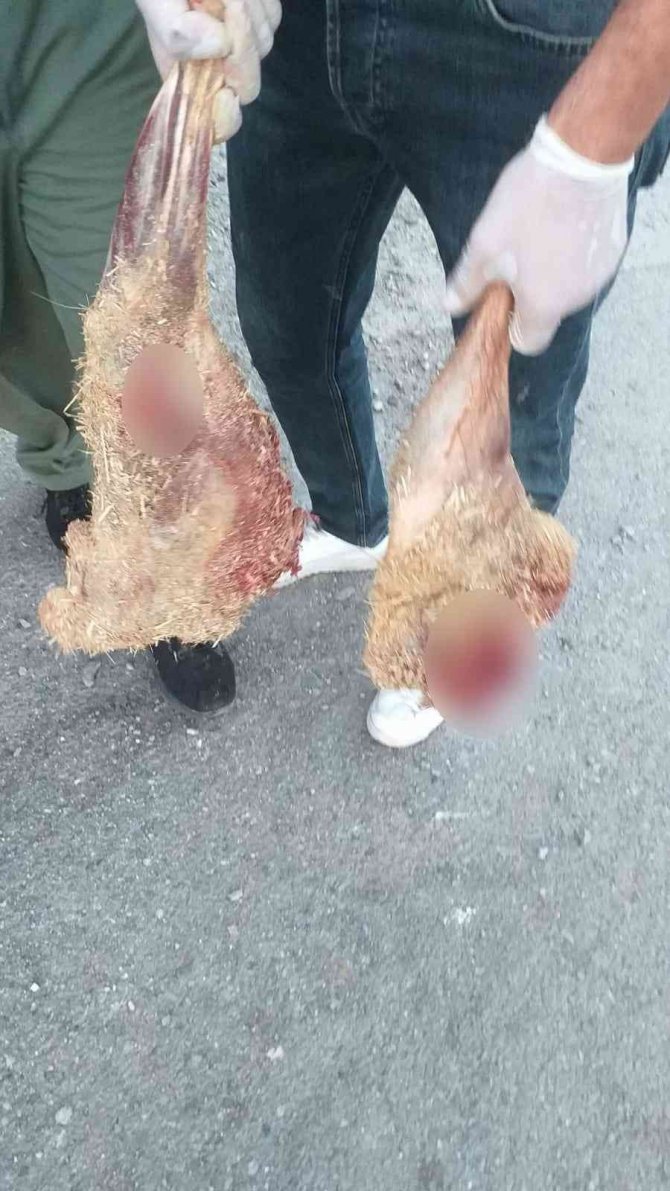 Dağ Keçisi Avlayan Şahsa 254 Bin 200 Tl Ceza
