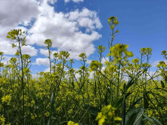 Ardahan’da Doğa Rengarenk