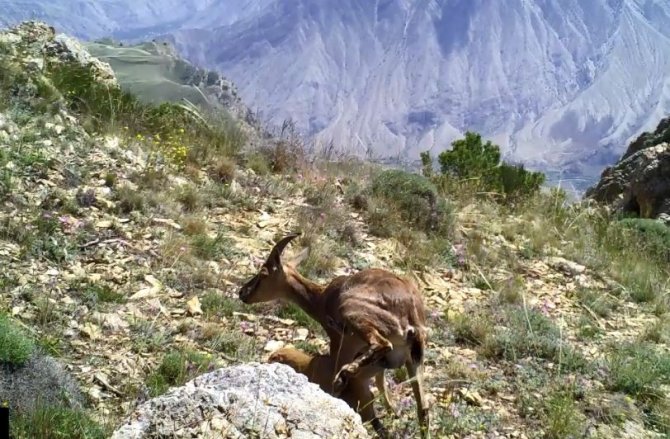 Anne Yaban Keçisi Yavrularını Emzirirken Görüntülendi
