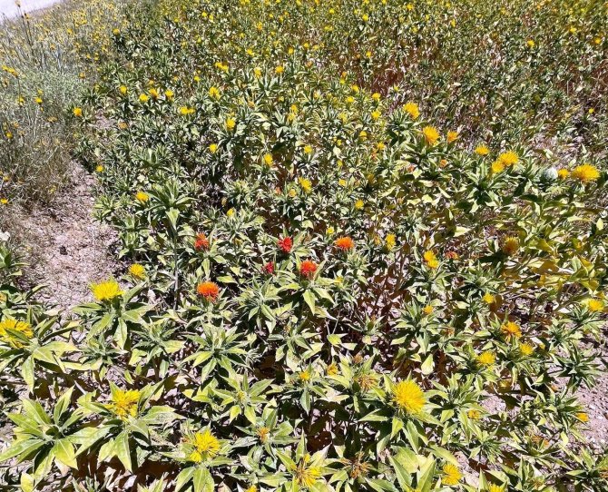 Aslanapa’da Aspir Ve Nohut Bitkisinde Hastalık Zararlı Kontrolleri