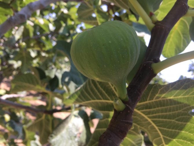 İ̇ncirde Hasat Ve İhracat Tarihi Belli Oldu