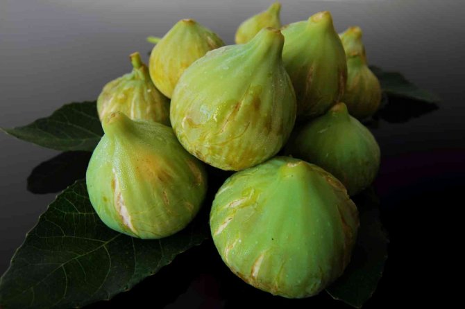 İ̇ncirde Hasat Ve İhracat Tarihi Belli Oldu