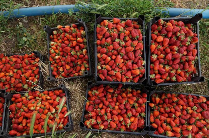 Bahçede 8 Liradan Satılan Çilek, Tezgahta 30 Lira