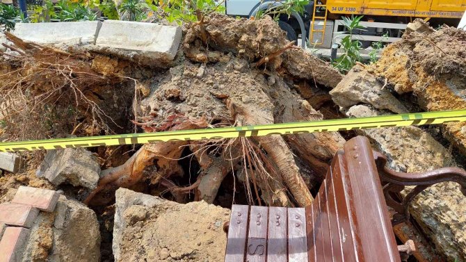 Bebek’te Asırlık Ağaç Yola Devrildi: 2 Kişi Yaralandı