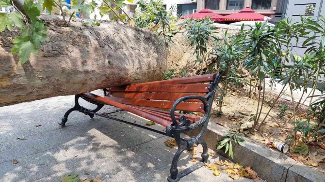 Bebek’te Asırlık Ağaç Yola Devrildi: 2 Kişi Yaralandı