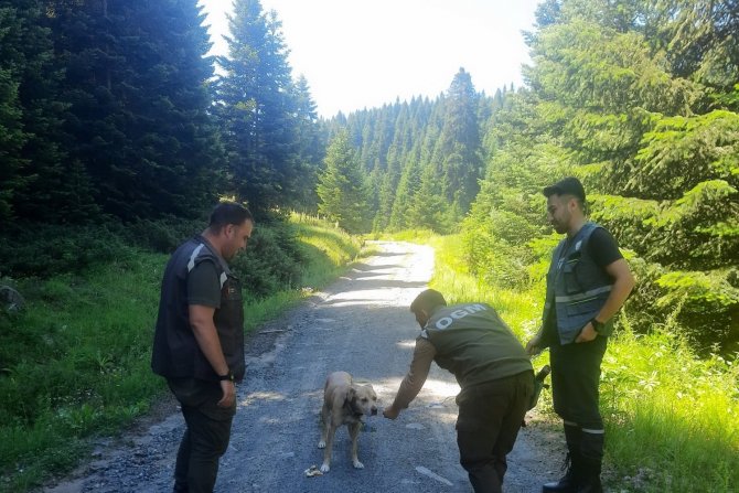 Ormanda Kaybolan "Bulut" İsimli Köpek, 11 Gün Sonra Sahibine Kavuştu