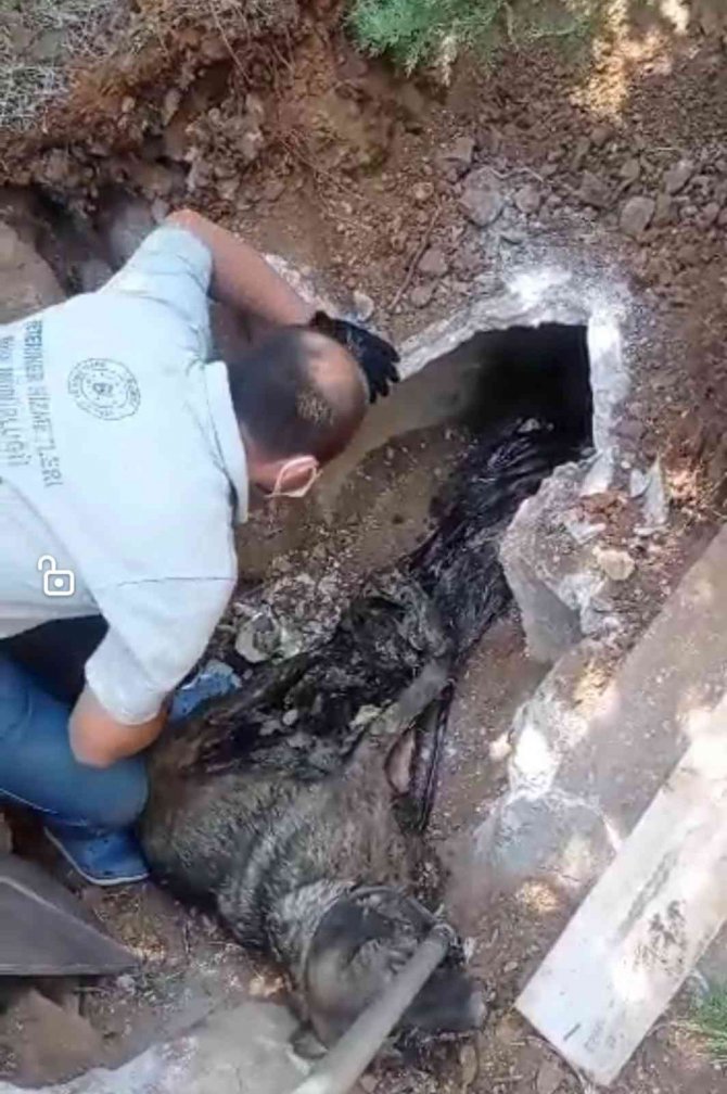 Yavrularıyla Birlikte Zifte Yapışan Anne Köpek İtfaiye Ekiplerince Böyle Kurtarıldı