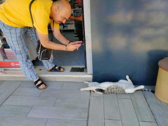 Sokak Kedisinin Sıcak Hava İle İmtihanı
