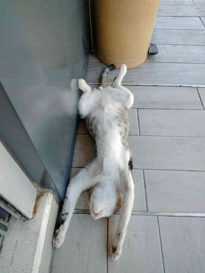 Sokak Kedisinin Sıcak Hava İle İmtihanı