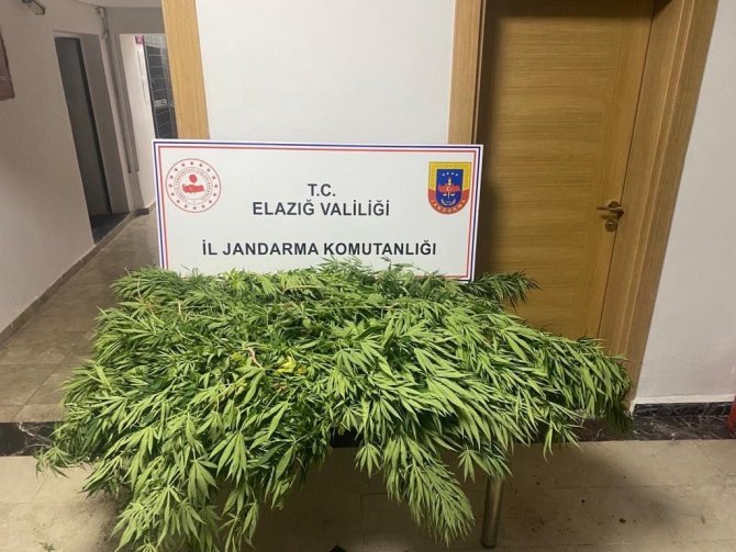 Kenevir Tarlasını Sularken Suçüstü Yakalandı