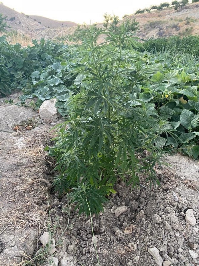 Kenevir Tarlasını Sularken Suçüstü Yakalandı