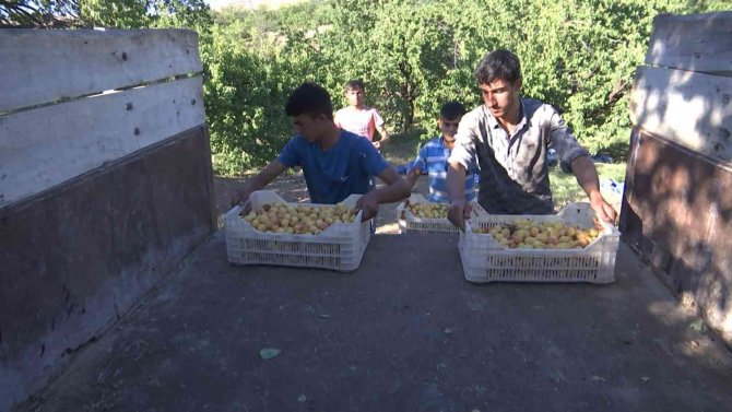 ’Sarı Altın’ Hasadında Çiftçinin Yüzü Gülüyor