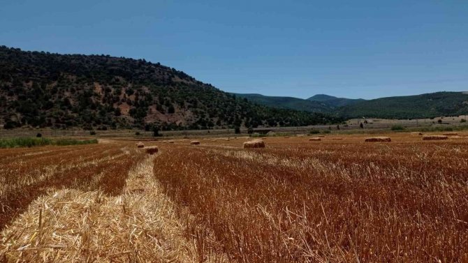 Eskişehir’de Saman Balyası Mesaisi Başladı