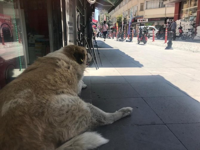 Sevimli Dostların Sıcak Havalarla Zorlu Mücadelesi